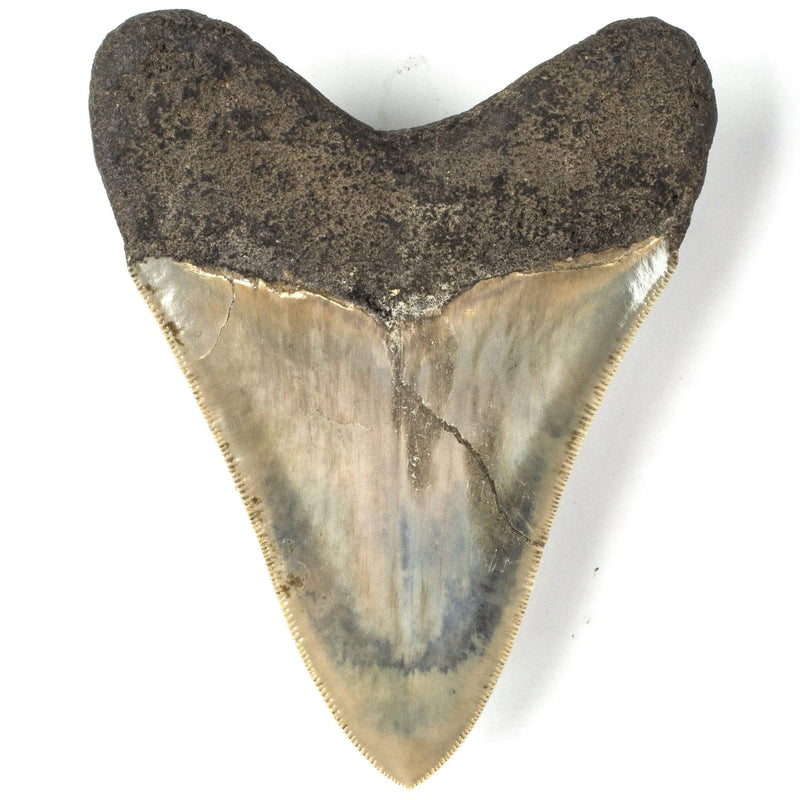 Kalifano Megalodon Teeth Natural Megalodon Tooth from Indonesia - 4.1" ST3000.002