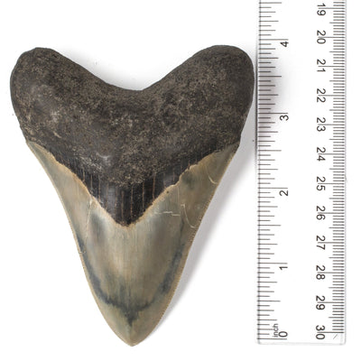 Kalifano Megalodon Teeth Natural Megalodon Tooth from Indonesia - 4.1" ST3000.002