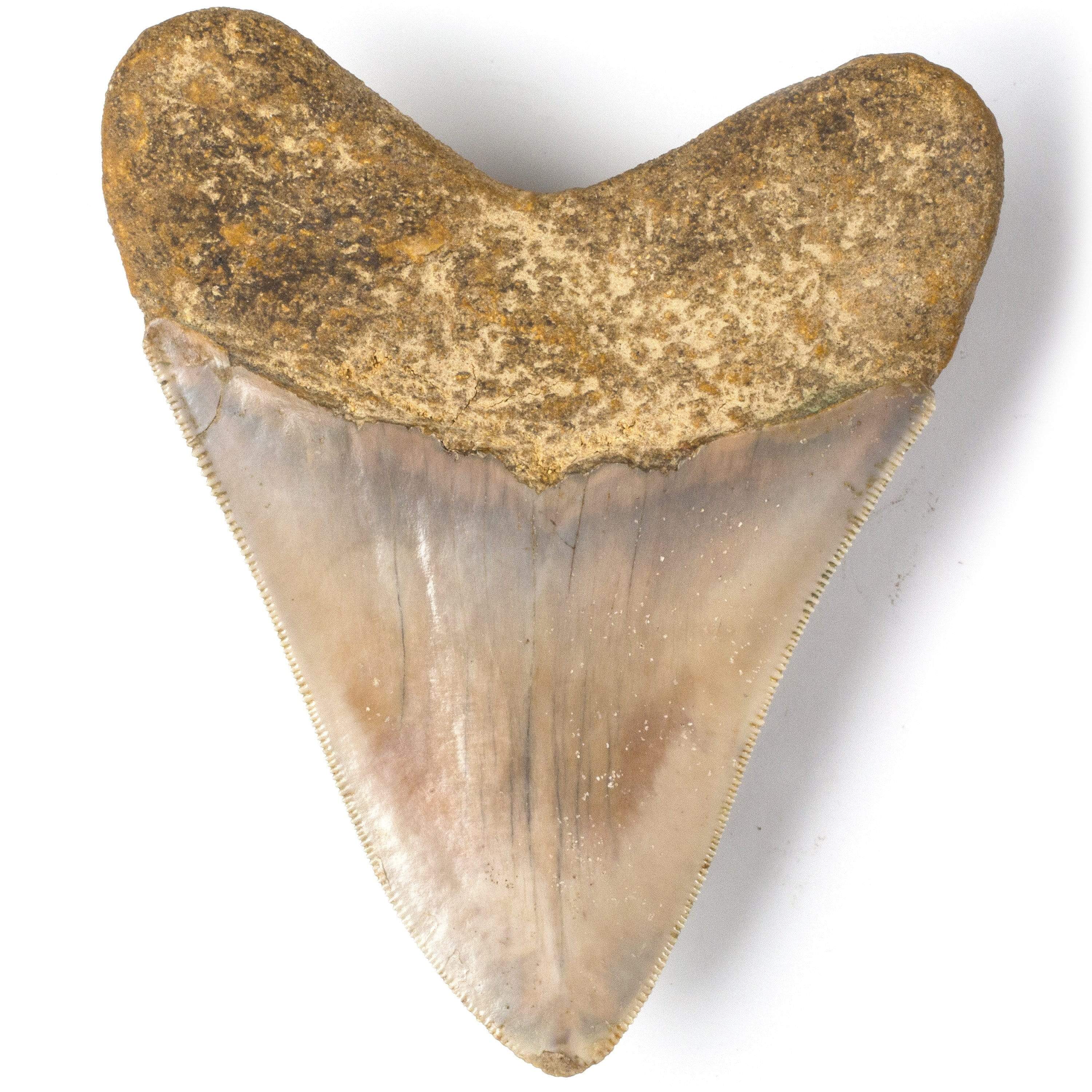 Kalifano Megalodon Teeth Natural Megalodon Tooth from Indonesia - 4.2" ST4000.002