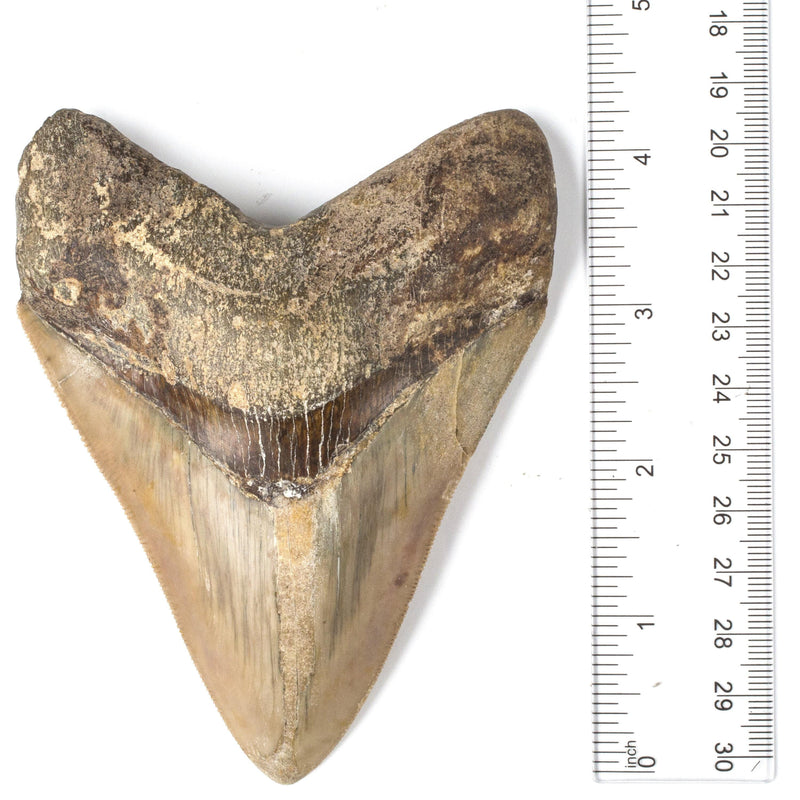 Kalifano Megalodon Teeth Natural Megalodon Tooth from Indonesia - 4.5" ST5000.003