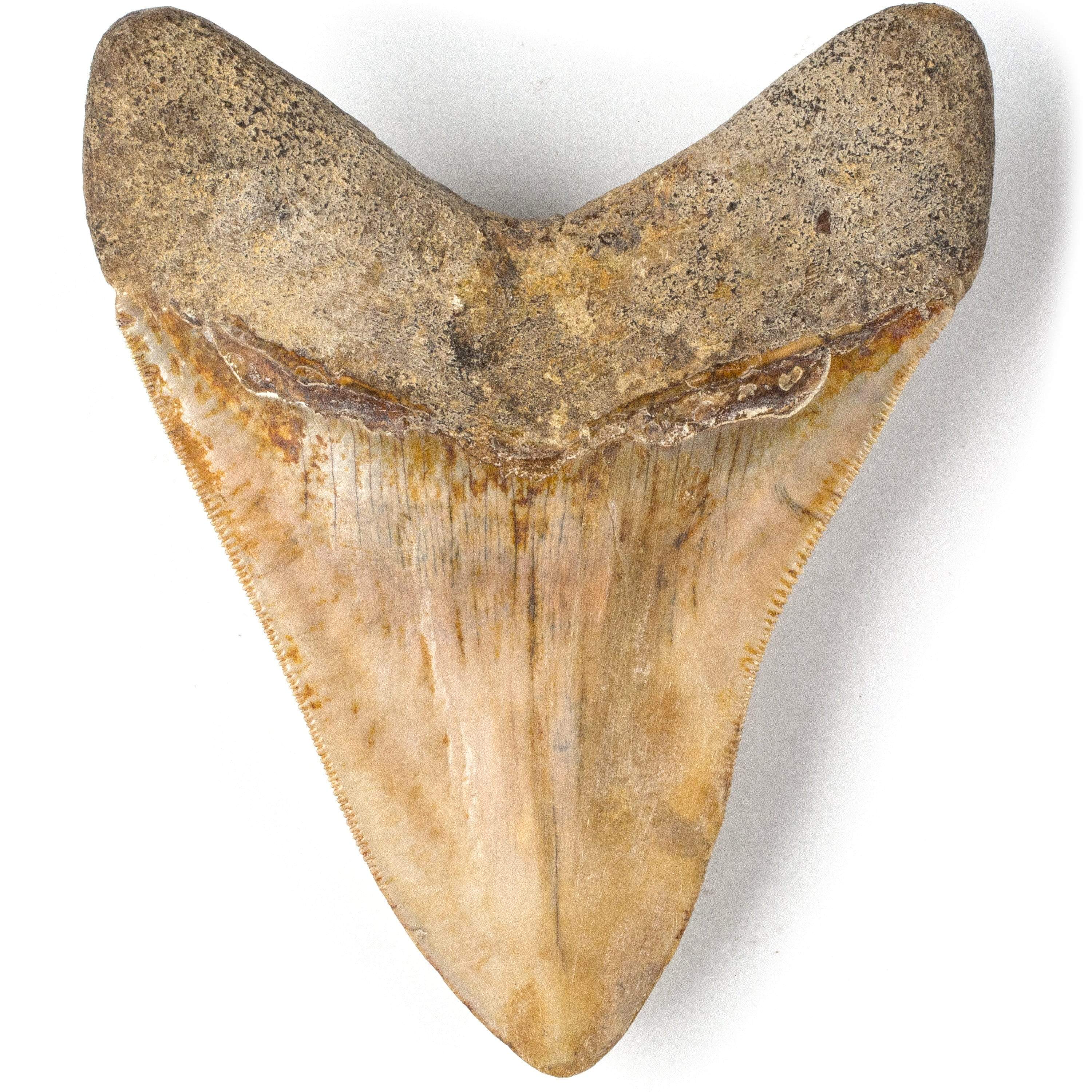 Kalifano Megalodon Teeth Natural Megalodon Tooth from Indonesia - 4.8" ST6000.001