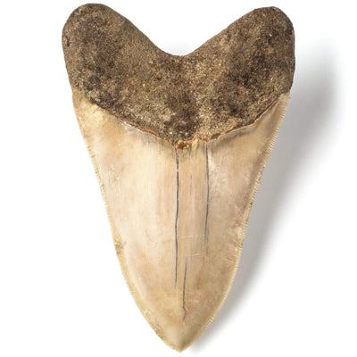Kalifano Megalodon Teeth Natural Megalodon Tooth from Indonesia - 5" ST6000.002