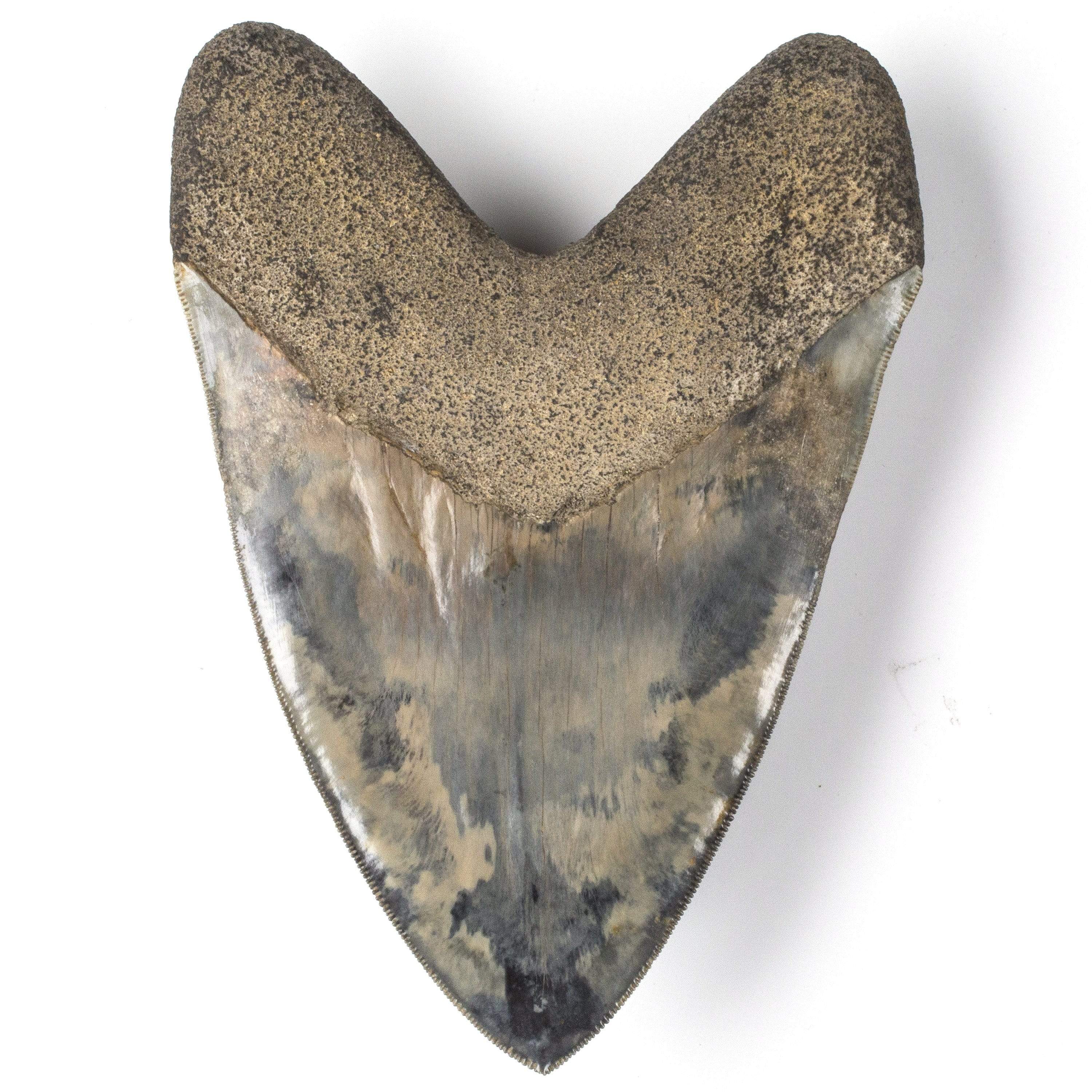 Kalifano Megalodon Teeth Natural Megalodon Tooth from Indonesia - 6.25" ST23000.001