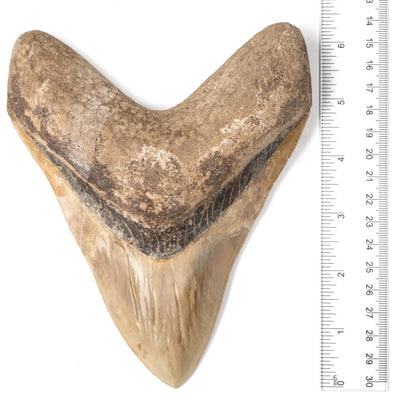 Kalifano Megalodon Teeth Natural Megalodon Tooth from Indonesia - 6.25" ST25000.001