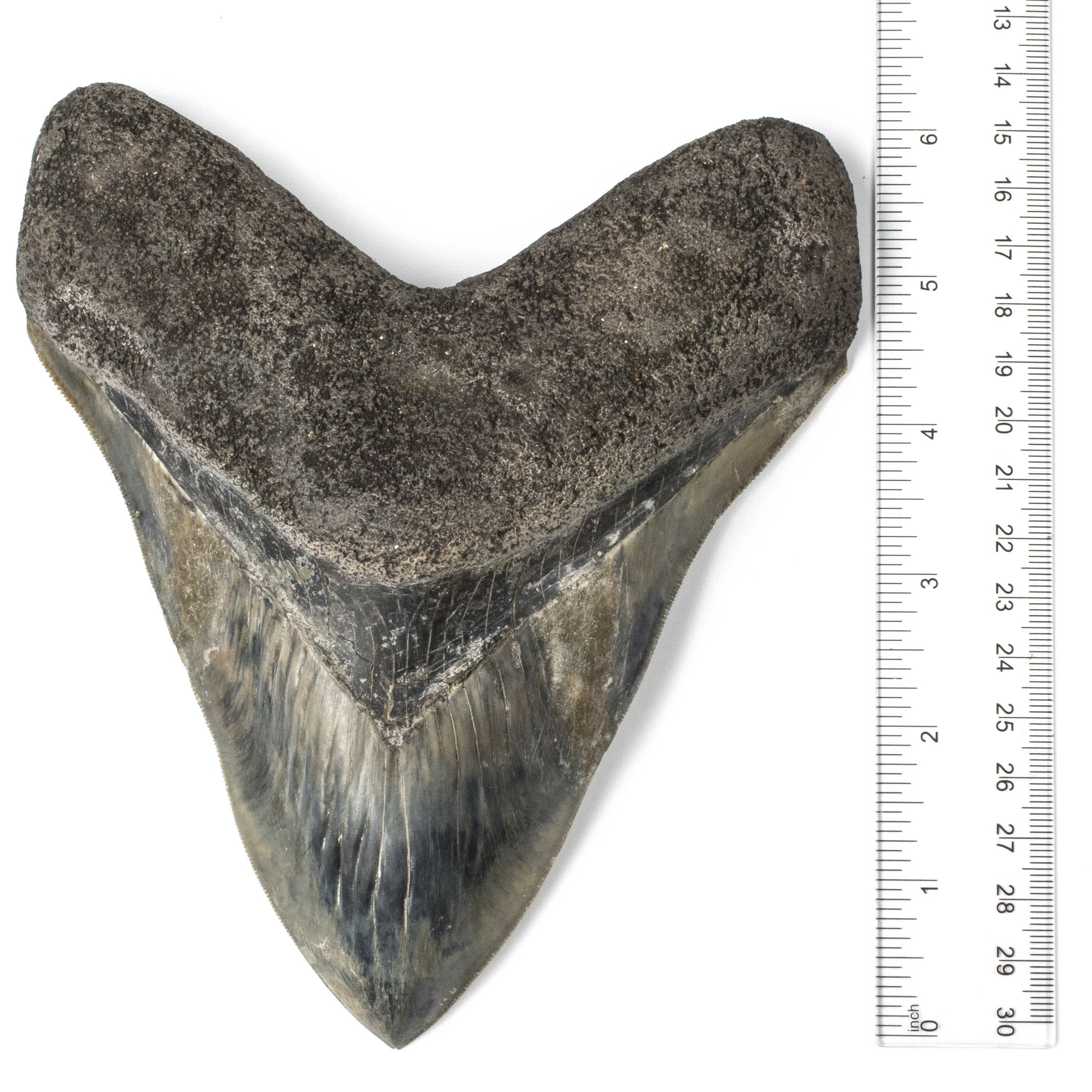 Kalifano Megalodon Teeth Natural Megalodon Tooth from Indonesia - 7" ST25000.003