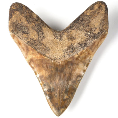 Kalifano Megalodon Teeth Natural Megalodon Tooth from Indonesia - 7" ST27000.001