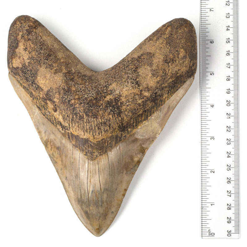 Kalifano Megalodon Teeth Natural Megalodon Tooth from Indonesia - 7" ST27000.001