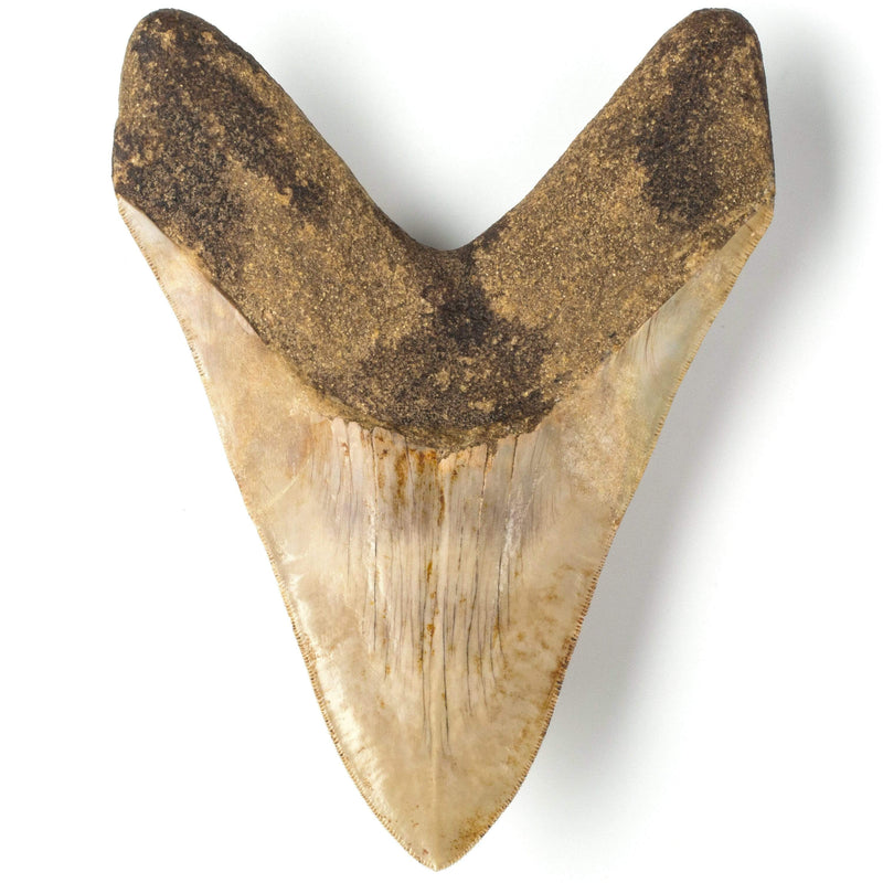 Kalifano Megalodon Teeth Natural Megalodon Tooth from Indonesia - 8" ST30000.001