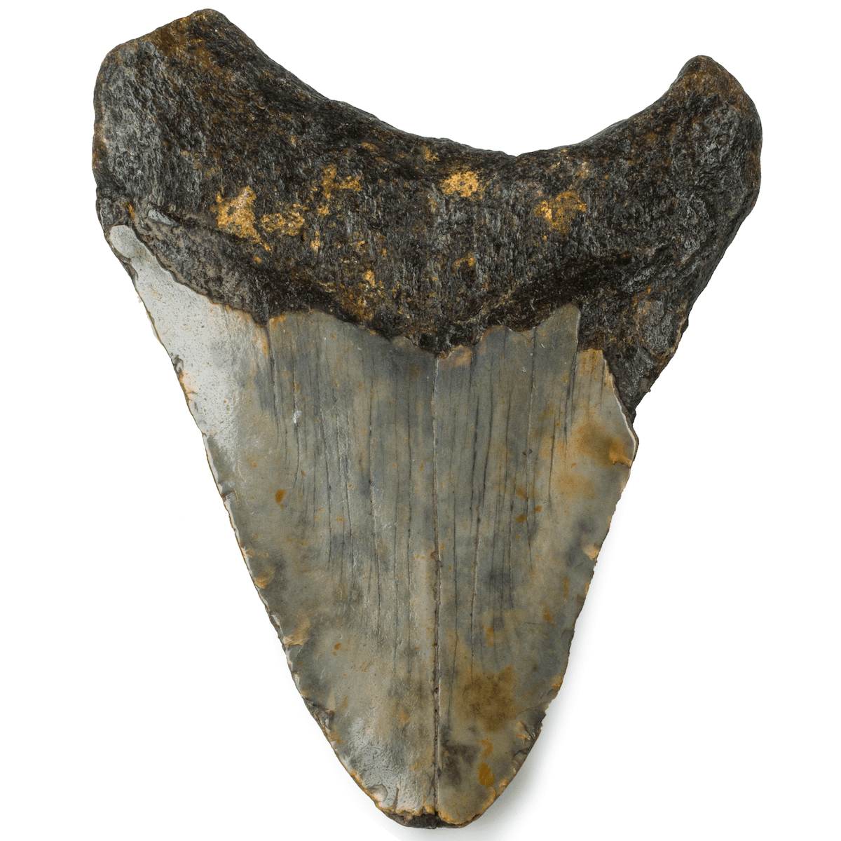 Kalifano Megalodon Teeth Natural Megalodon Tooth from South Carolina - 3.7" ST1200.026