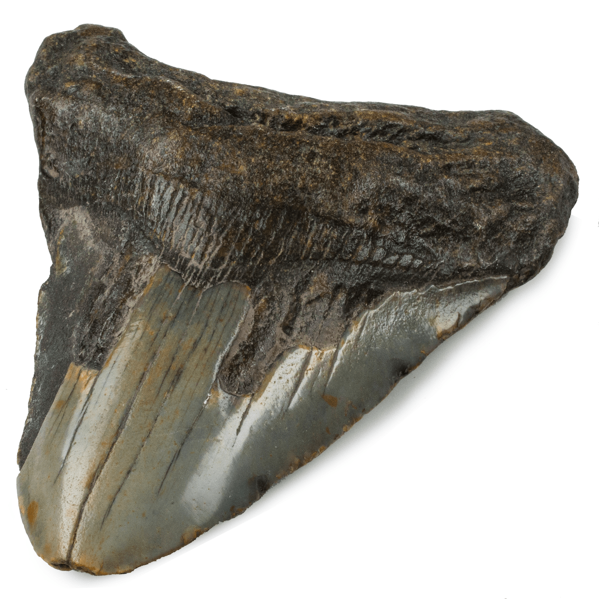 Kalifano Megalodon Teeth Natural Megalodon Tooth from South Carolina - 3.7" ST1200.026