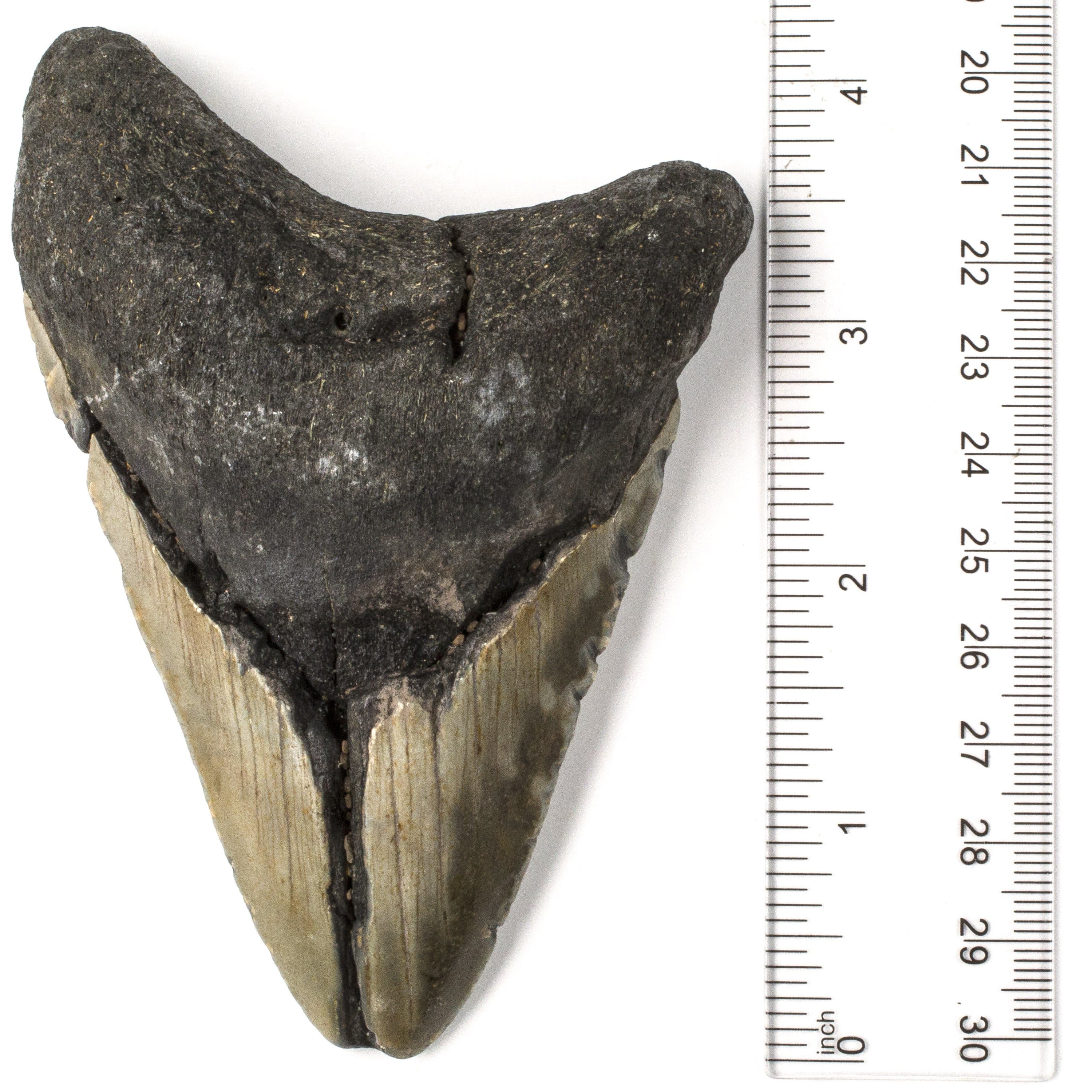 Kalifano Megalodon Teeth Natural Megalodon Tooth from South Carolina - 4.1" ST1600.010