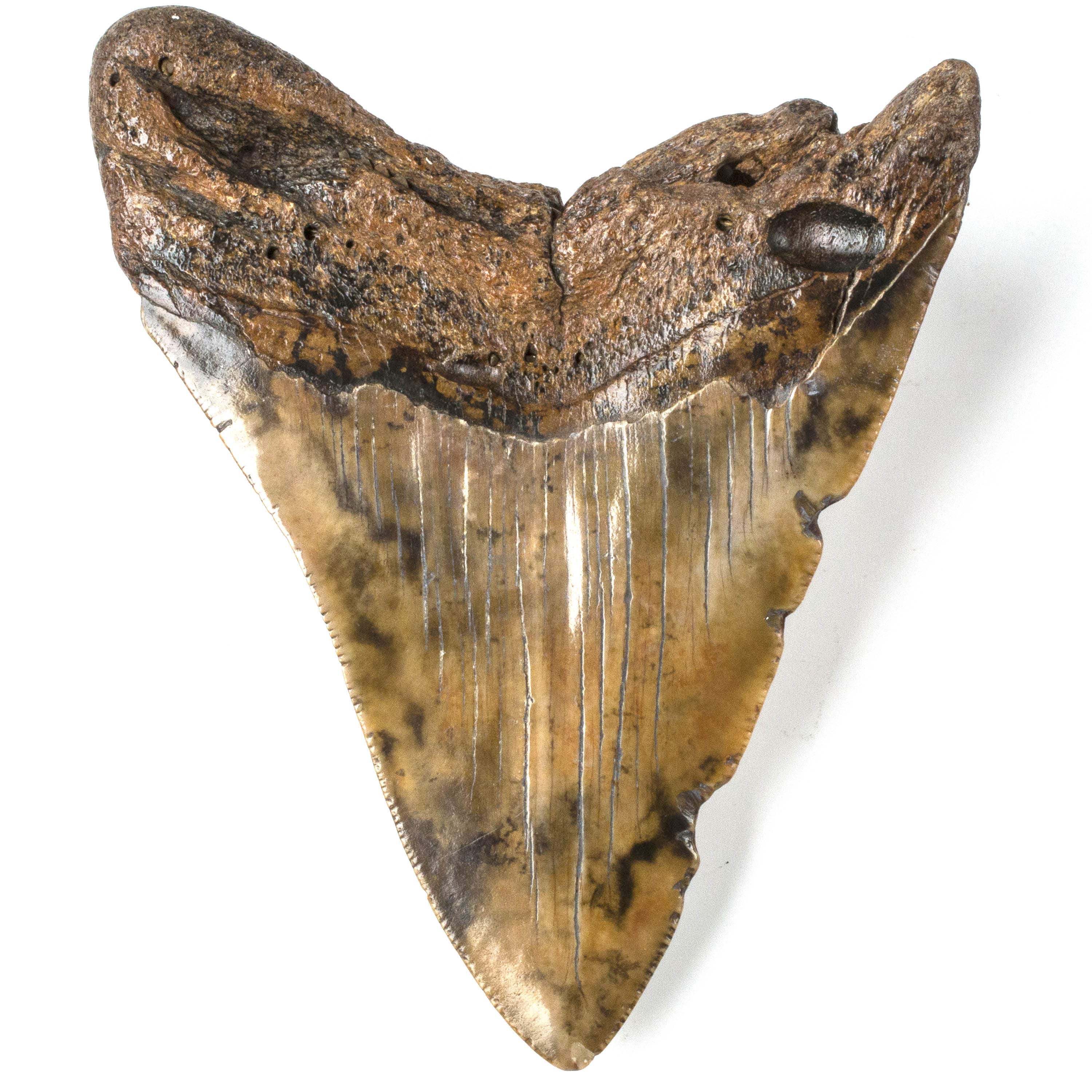 Kalifano Megalodon Teeth Natural Megalodon Tooth from South Carolina - 4.2" ST2000.050