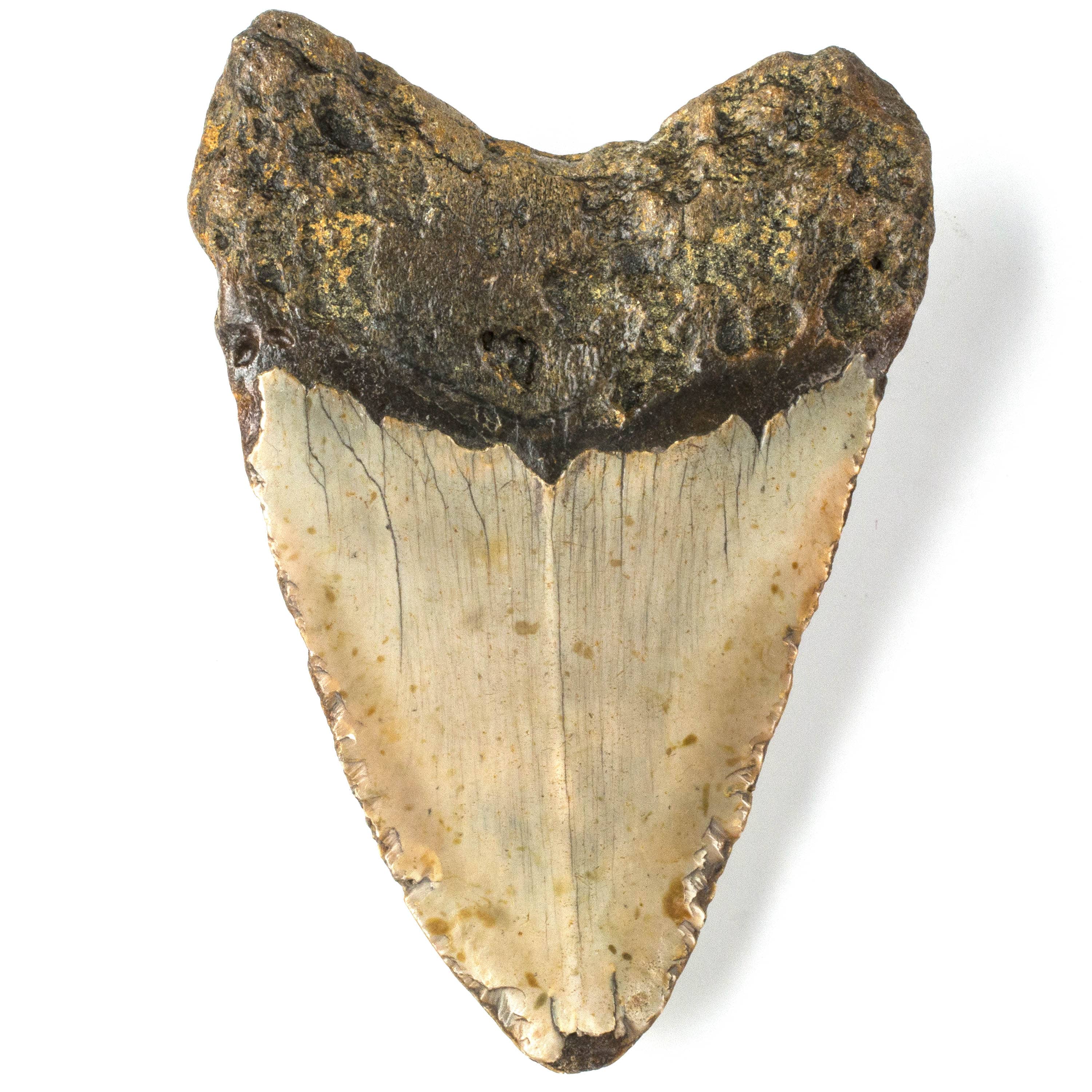 Kalifano Megalodon Teeth Natural Megalodon Tooth from South Carolina - 4.6" ST2000.051
