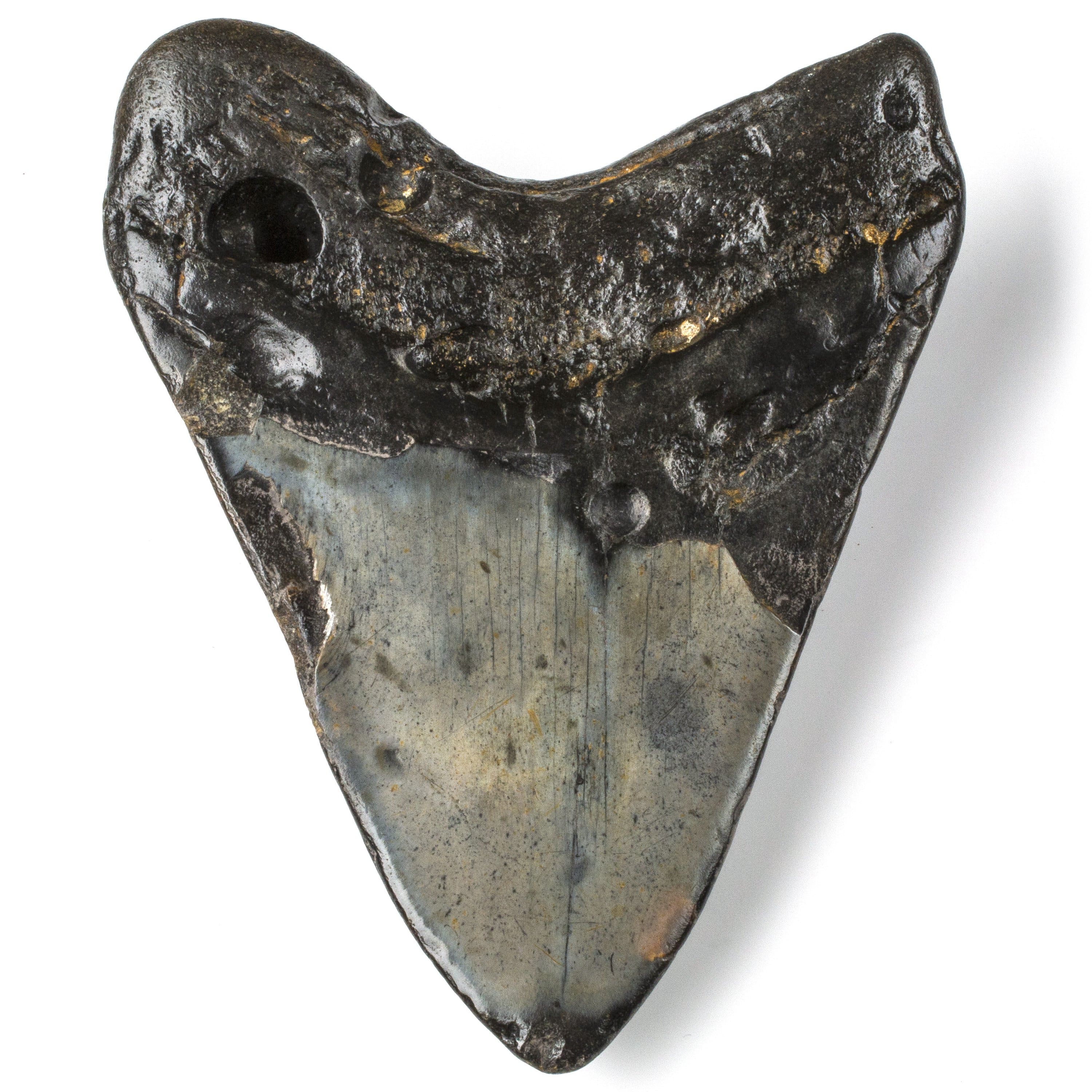 Kalifano Megalodon Teeth Natural Megalodon Tooth from South Carolina - 4.6" ST2400.012