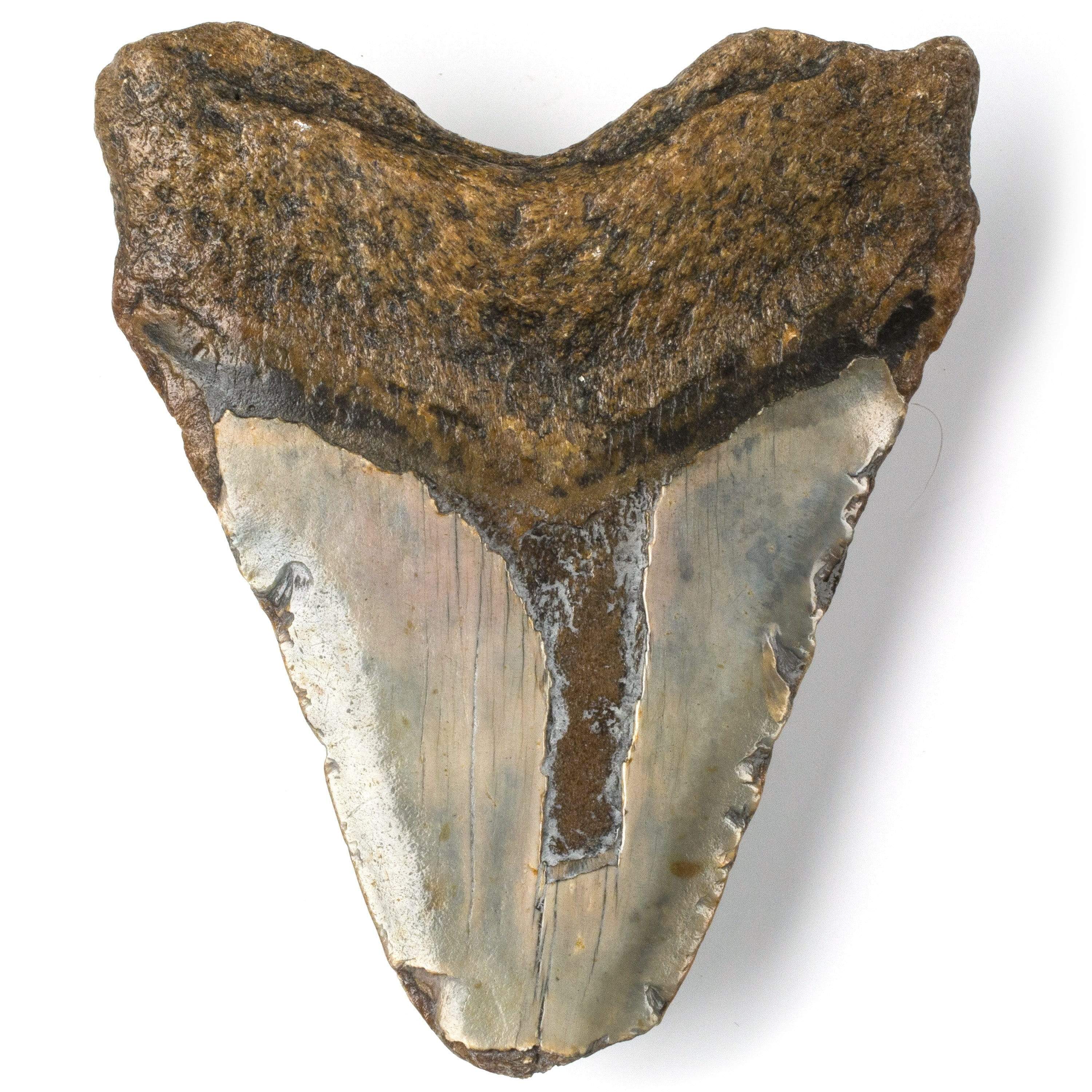 Kalifano Megalodon Teeth Natural Megalodon Tooth from South Carolina - 4.6" ST2400.013