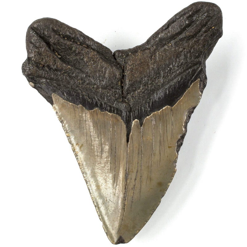 Kalifano Megalodon Teeth Natural Megalodon Tooth from South Carolina - 4.7" ST2400.018
