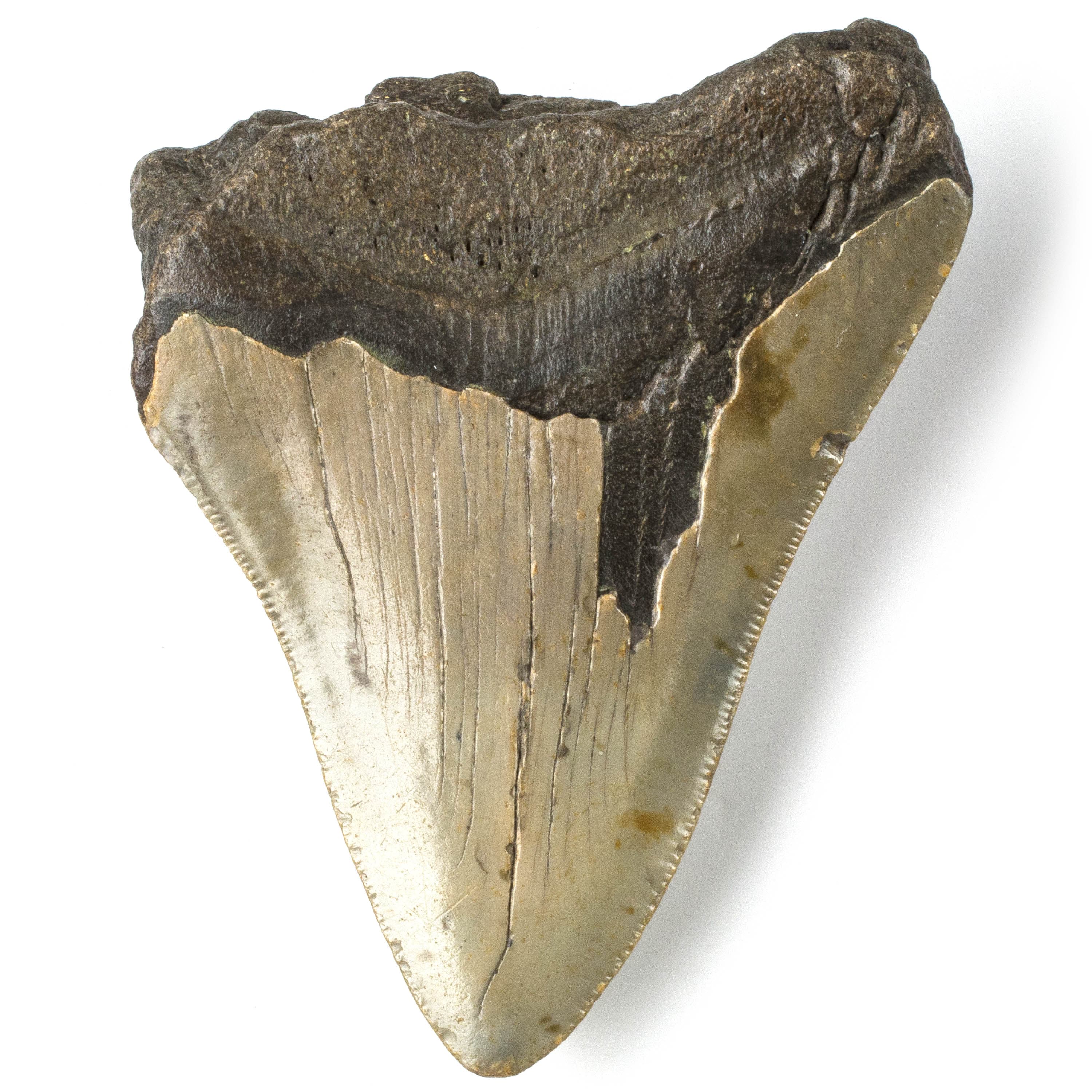 Kalifano Megalodon Teeth Natural Megalodon Tooth from South Carolina - 4" ST2000.055