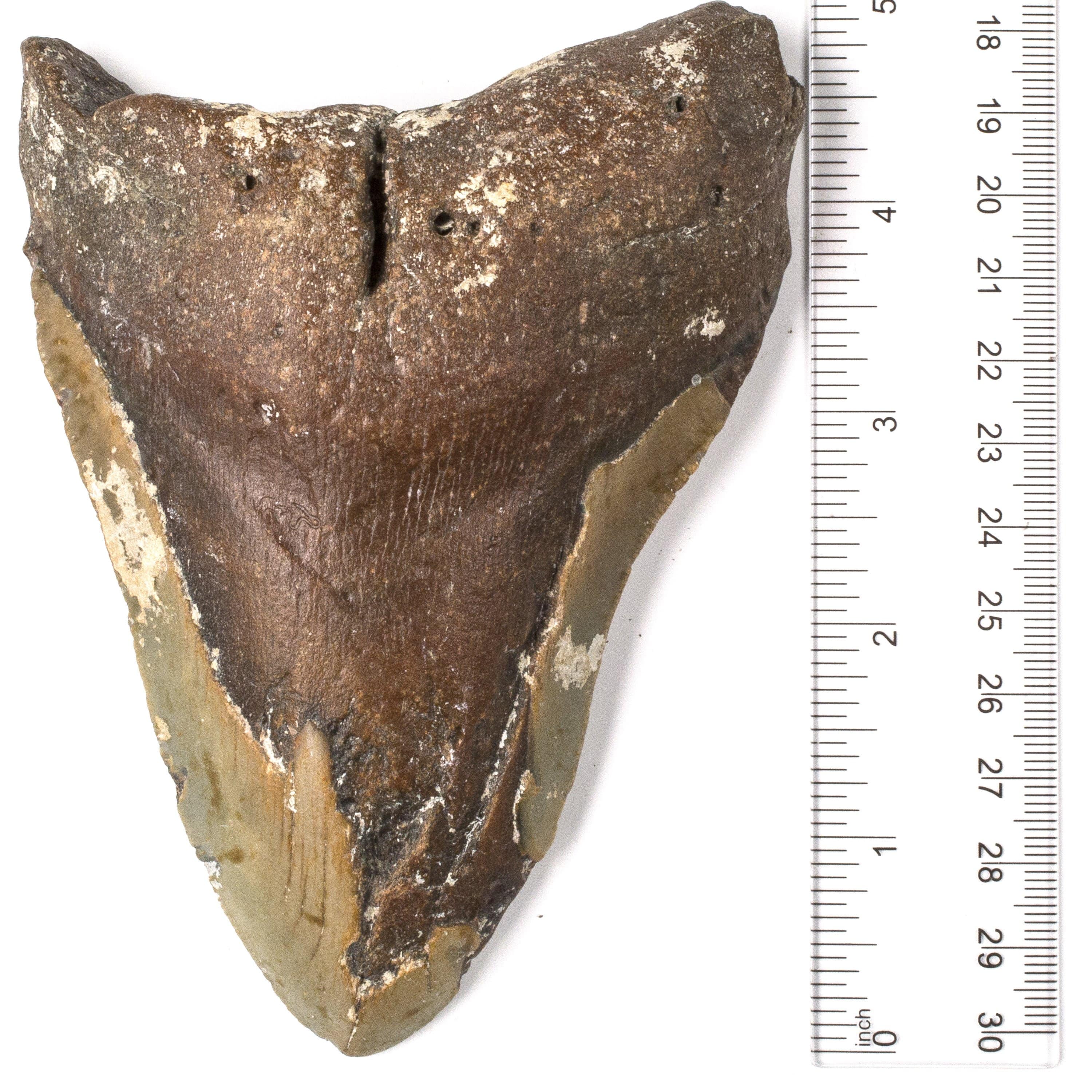 Kalifano Megalodon Teeth Natural Megalodon Tooth from South Carolina - 5" ST2400.015