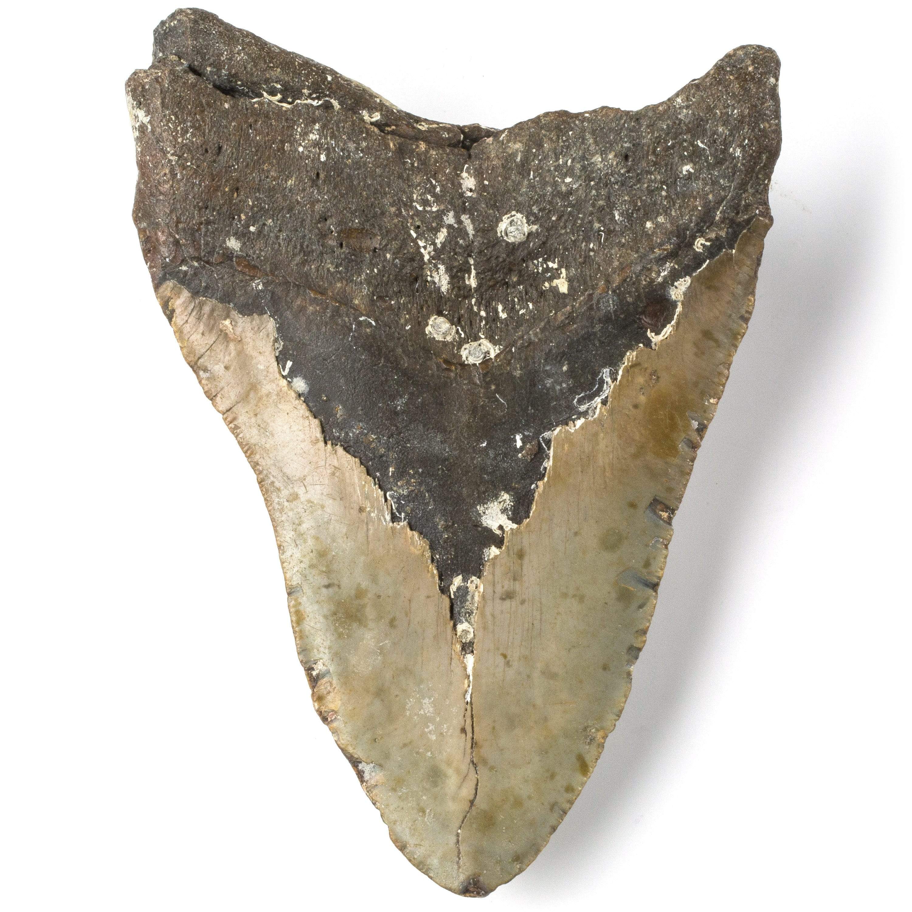 Kalifano Megalodon Teeth Natural Megalodon Tooth from South Carolina - 5" ST2400.015