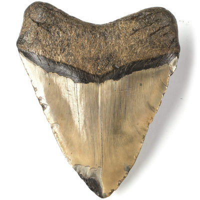 Kalifano Megalodon Teeth Natural Megalodon Tooth from South Carolina - 5" ST2400.017