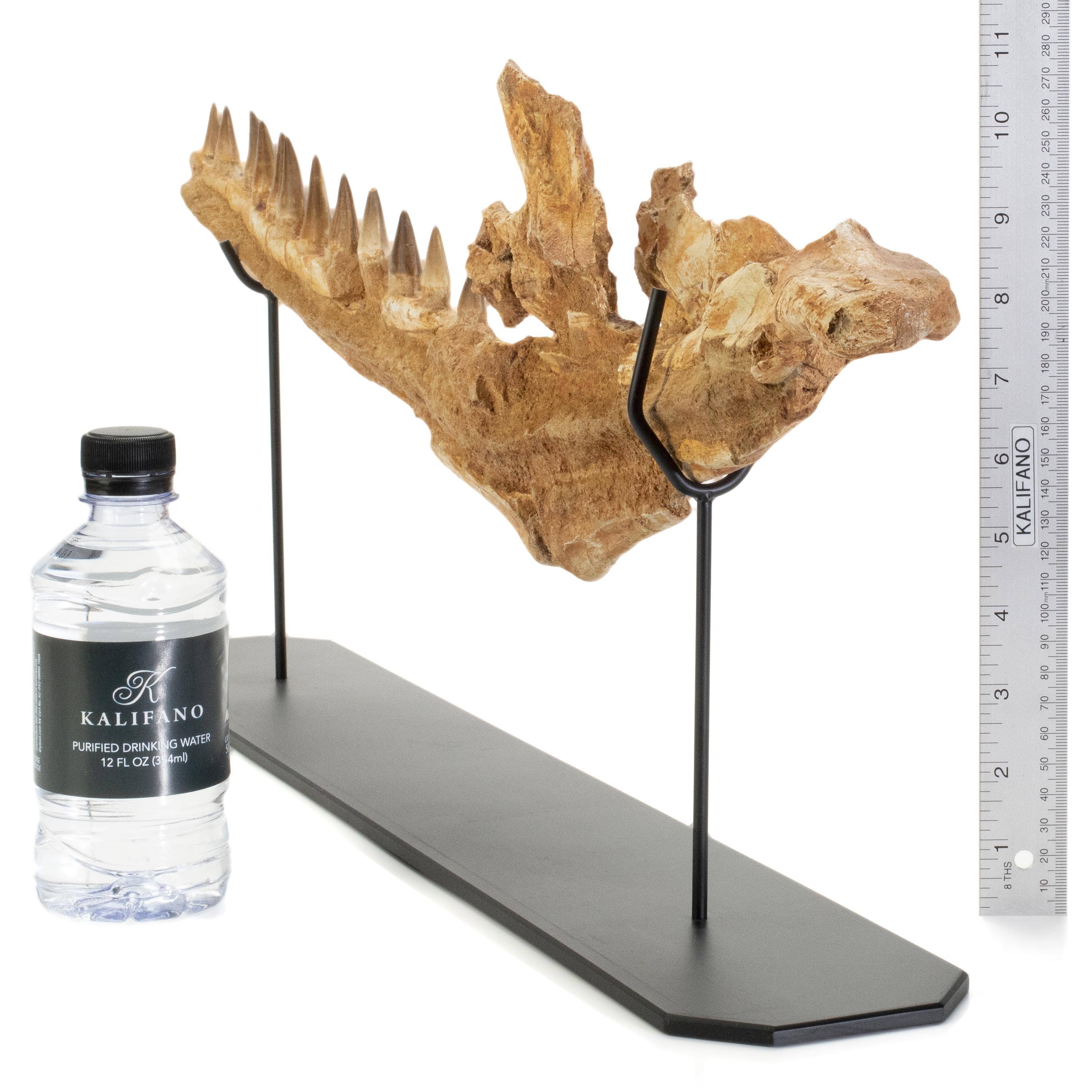 Kalifano Mosasaurus Fossils Moroccon Mosasaurus Jaw Fossil  - 26" MOST20000.002