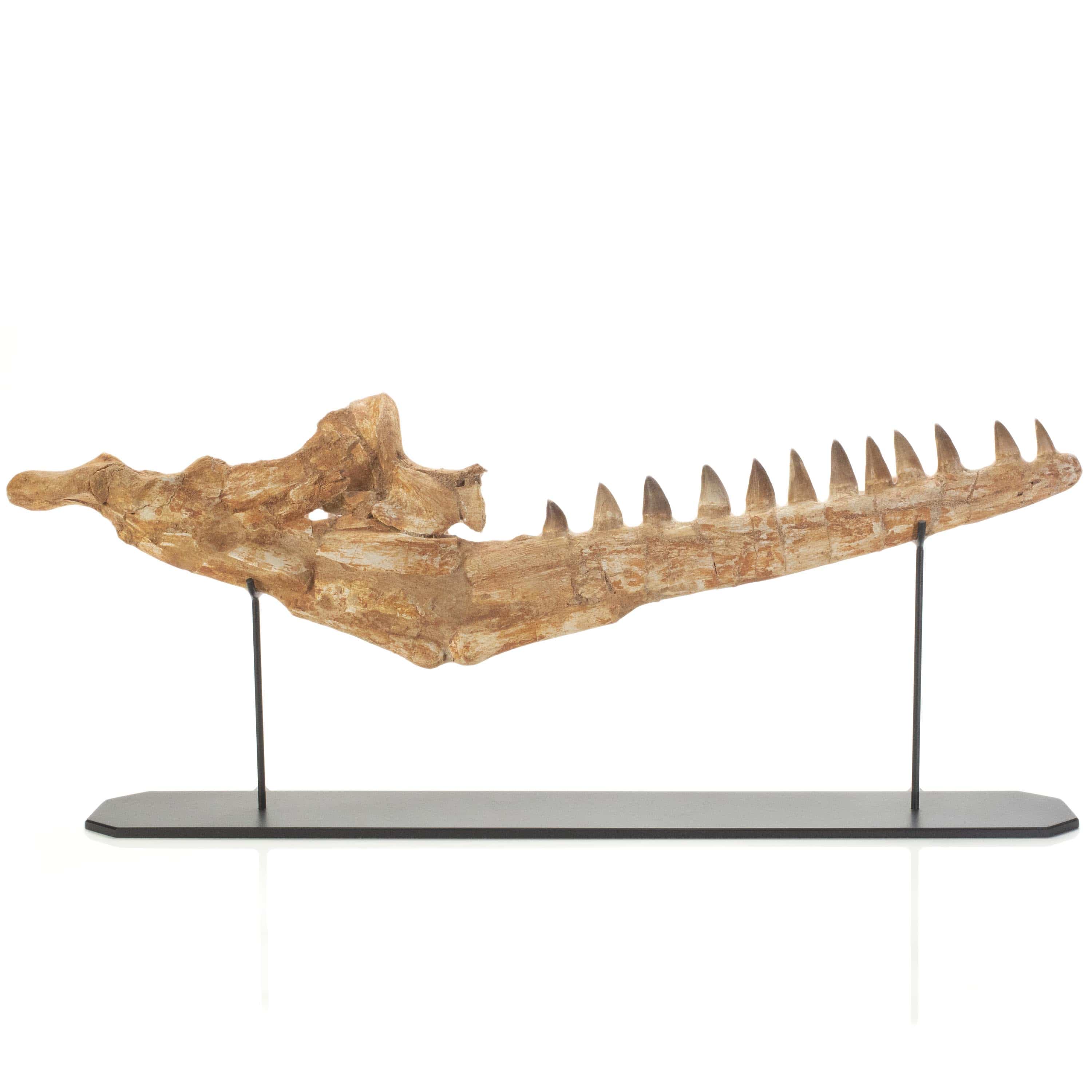 Kalifano Mosasaurus Fossils Moroccon Mosasaurus Jaw Fossil  - 26" MOST20000.002