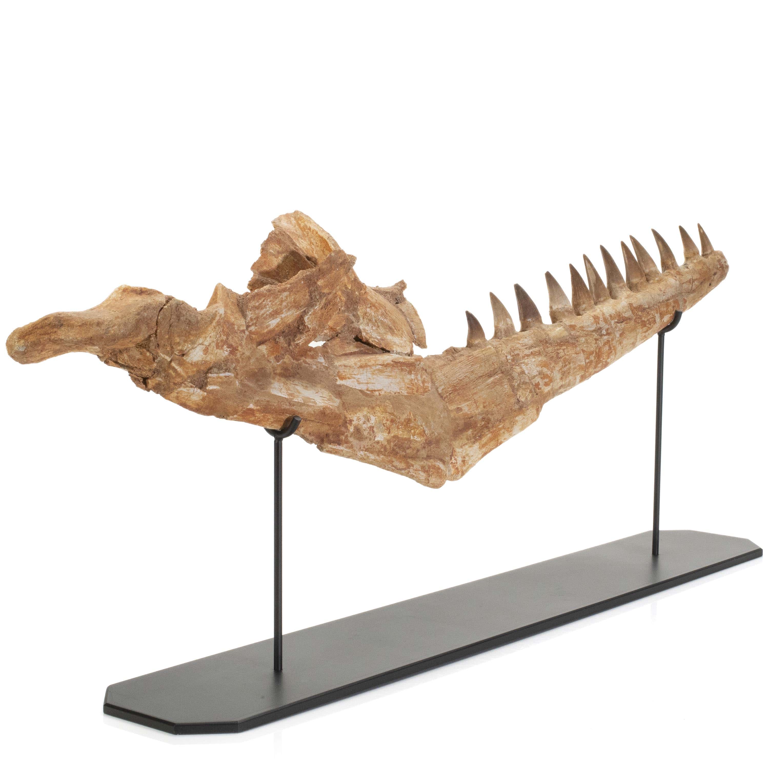 Kalifano Mosasaurus Fossils Moroccon Mosasaurus Jaw Fossil  - 26" MOST20000.002
