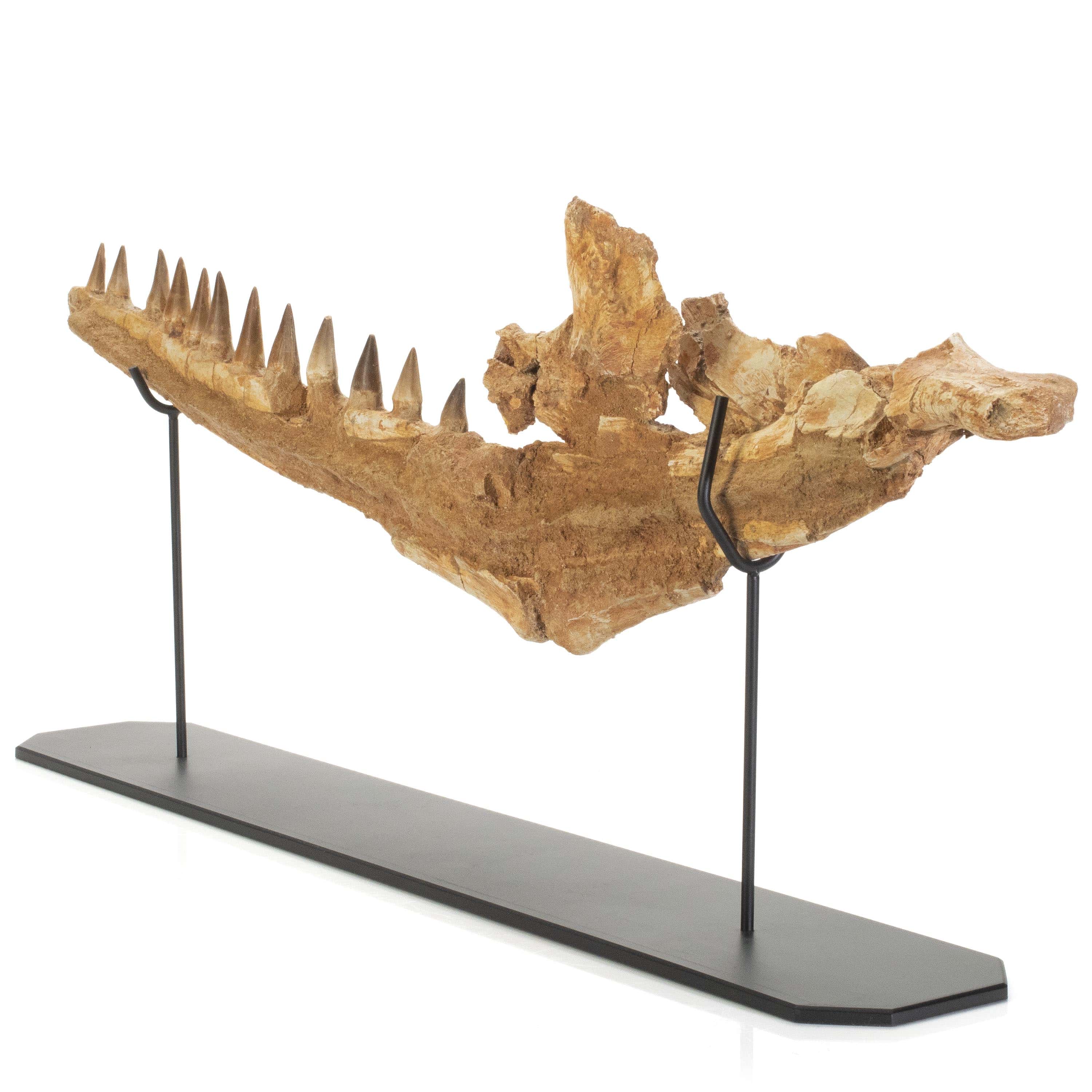 Kalifano Mosasaurus Fossils Moroccon Mosasaurus Jaw Fossil  - 26" MOST20000.002