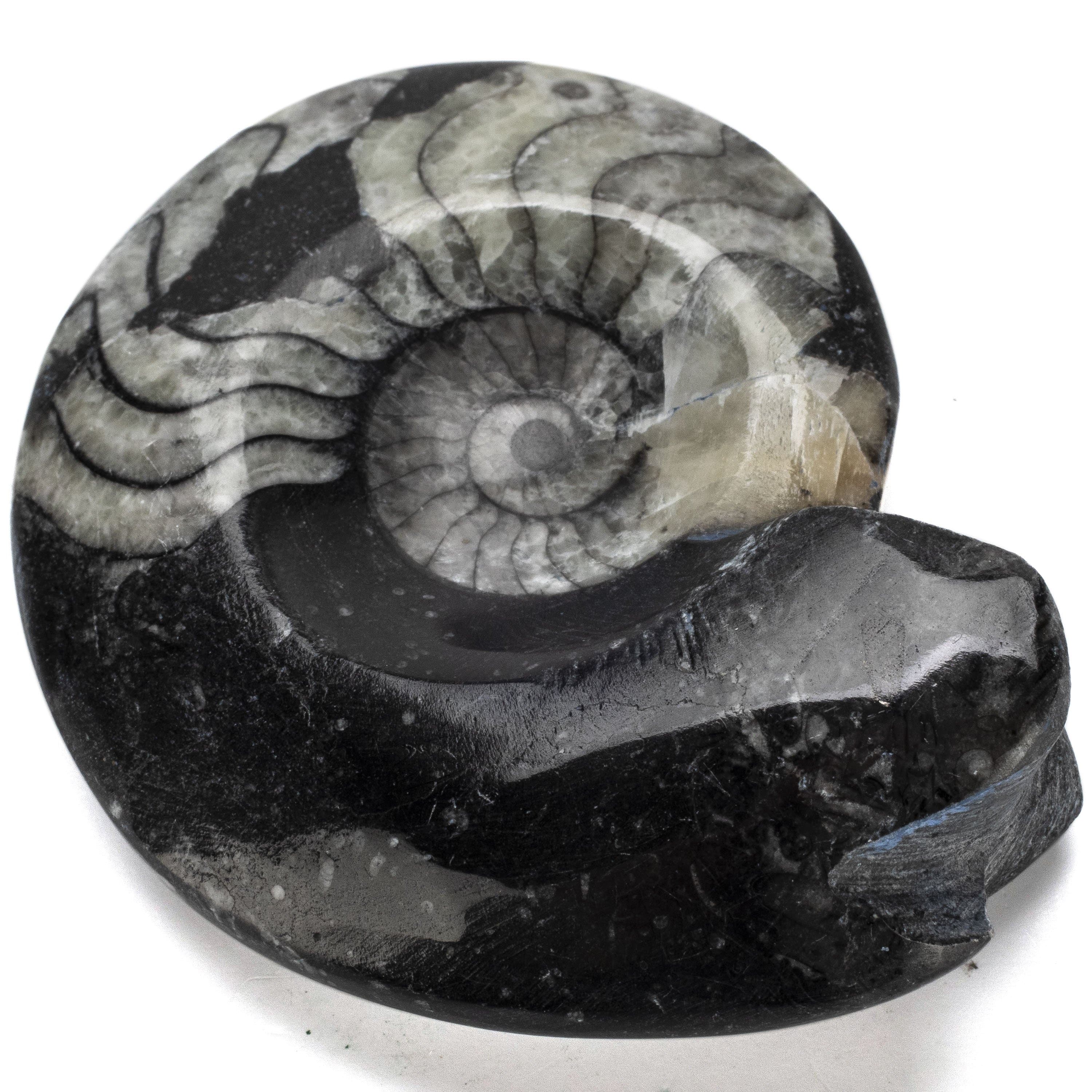 Kalifano Orthoceras Goniatite Orthoceras Ammonite Fossil AMG60