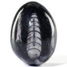 Orthoceras Egg Carving from Morocco