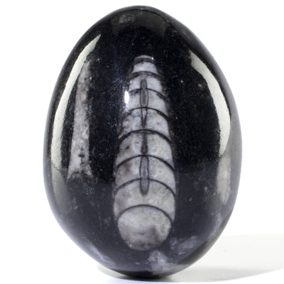 Kalifano Orthoceras Orthoceras Egg Carving from Morocco OR60-EG