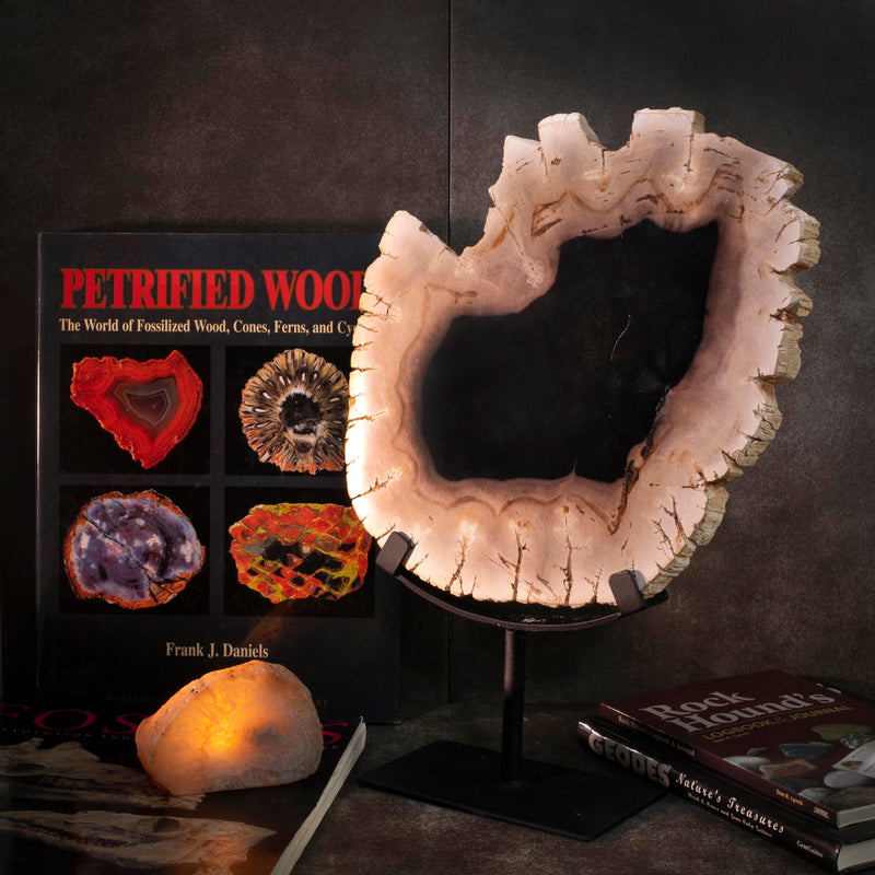 Kalifano Petrified Wood Petrified Wood Slice on Stand PWSS600
