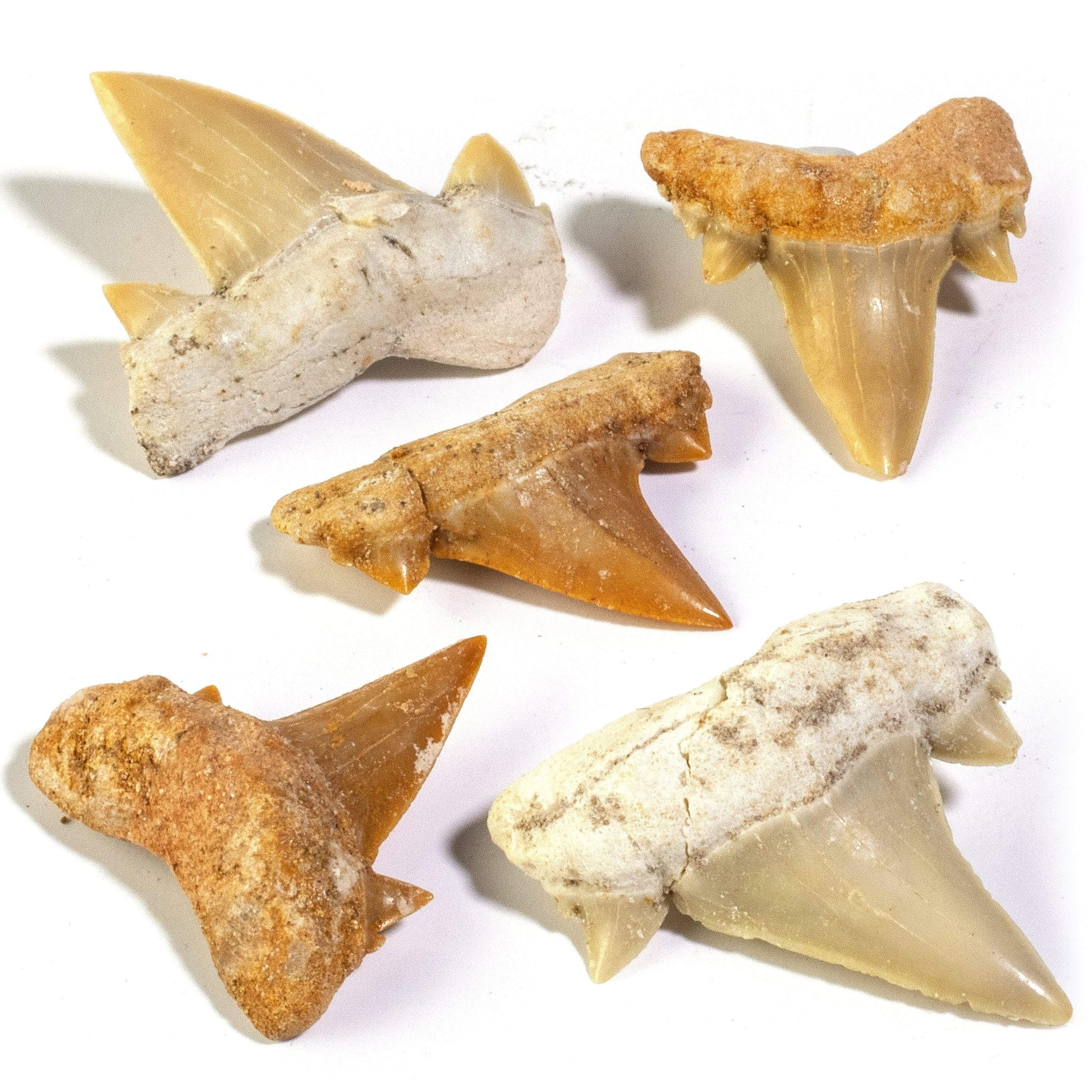 KALIFANO Shark Tooth Fossil (5 pcs) ST39