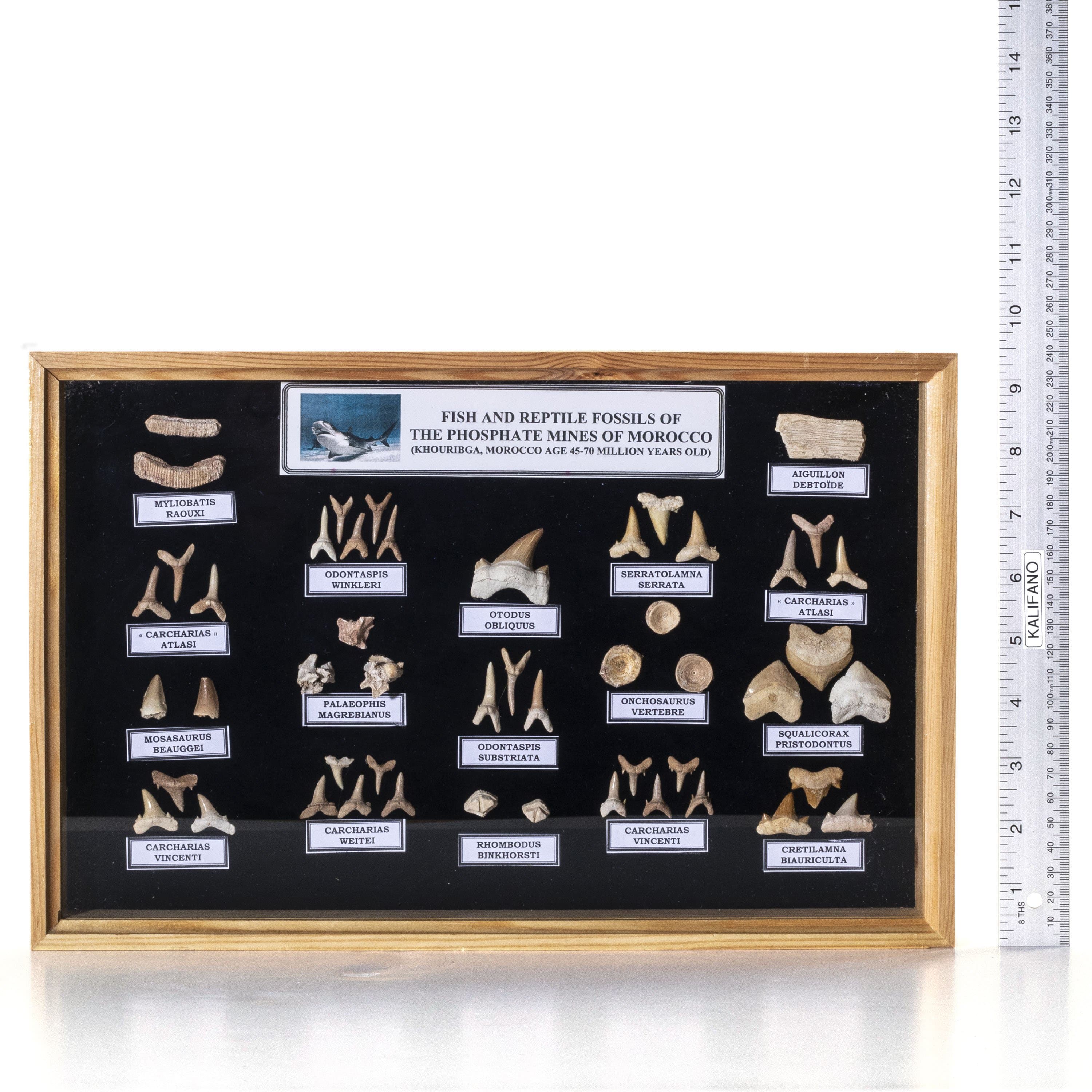 Kalifano STC300 - Shark Tooth Collection STC300