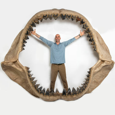 KALIFANO The World's Largest Assembled Megalodon Jaw with 182 Natural Teeth MEGJAW
